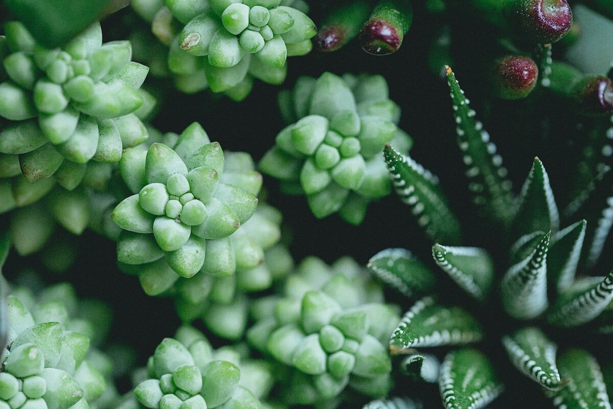 selective focus photography of green succulent plants